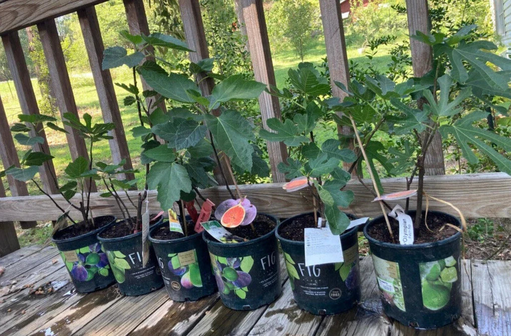 Fruiting Fig Plant in Gallon Pot - Well Rooted Ficus carica for Indoor and Outdoor Gardening