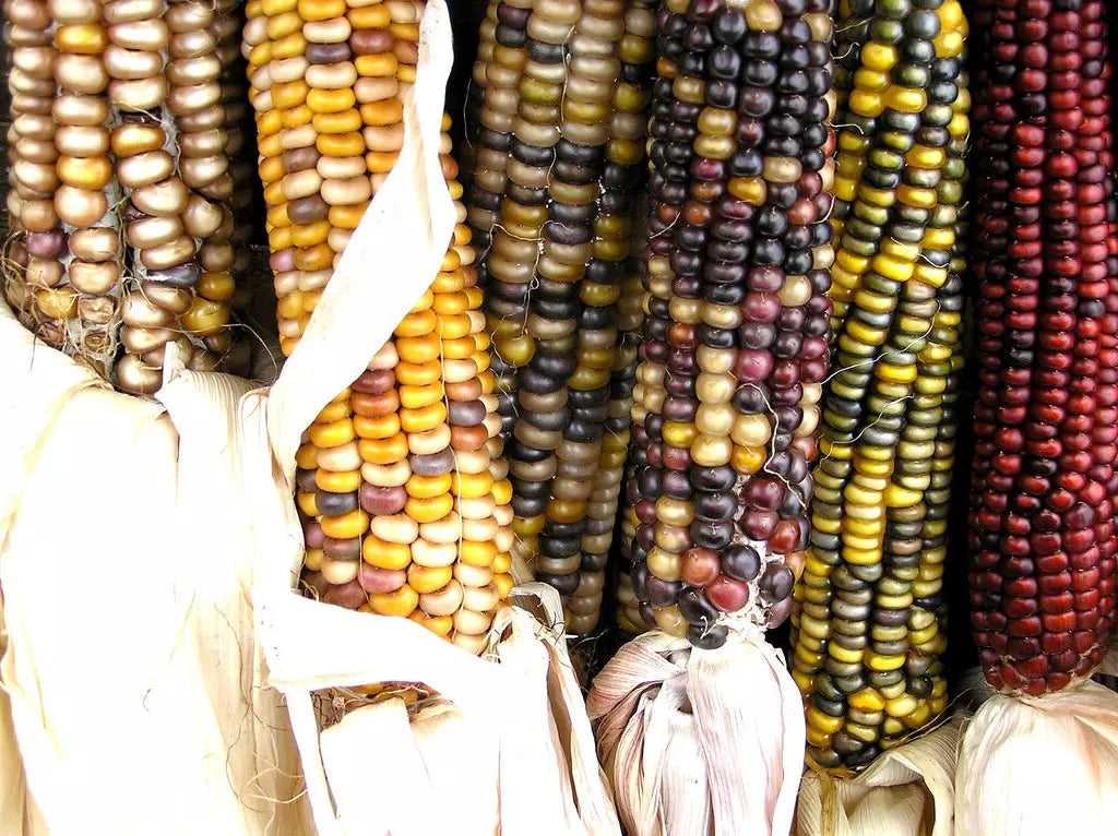 30 Seeds Indian Ornamental Corn Zea mays Decorative Garden Seeds Pack of 30