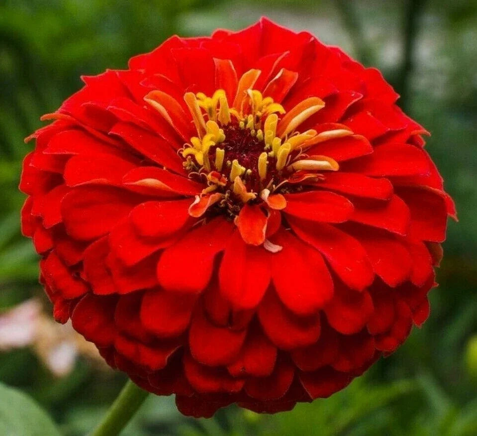 Cherry Queen Zinnia Seeds - Red Annual Flower Seeds for Garden Planting, Zinnia elegans, 100+ Seeds