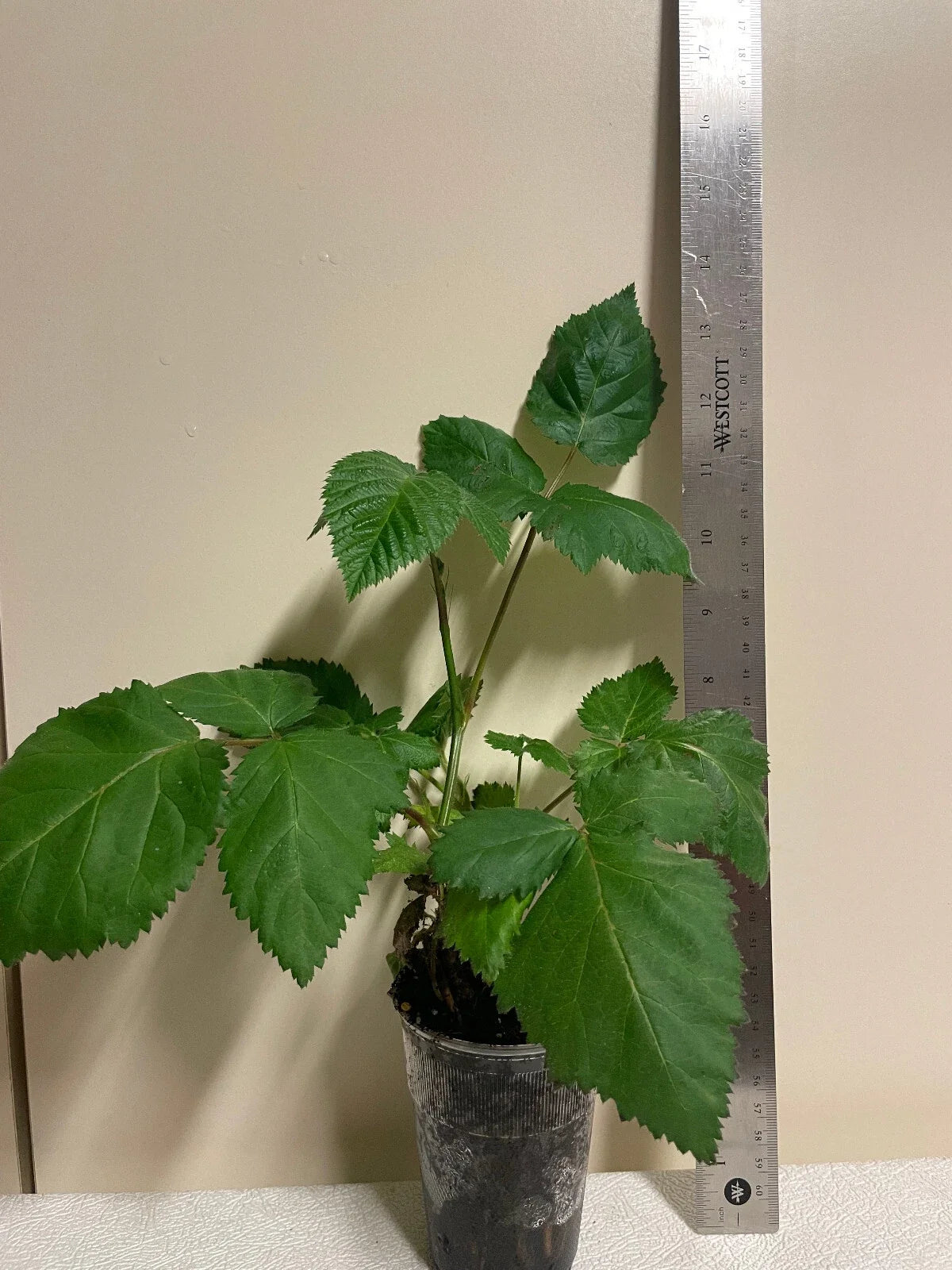 Blackberry Plant, Triple Crown Thornless, Pesticide-Free, Non-GMO, Rubus fruticosus, Erect Growth, 4-Inch Pot