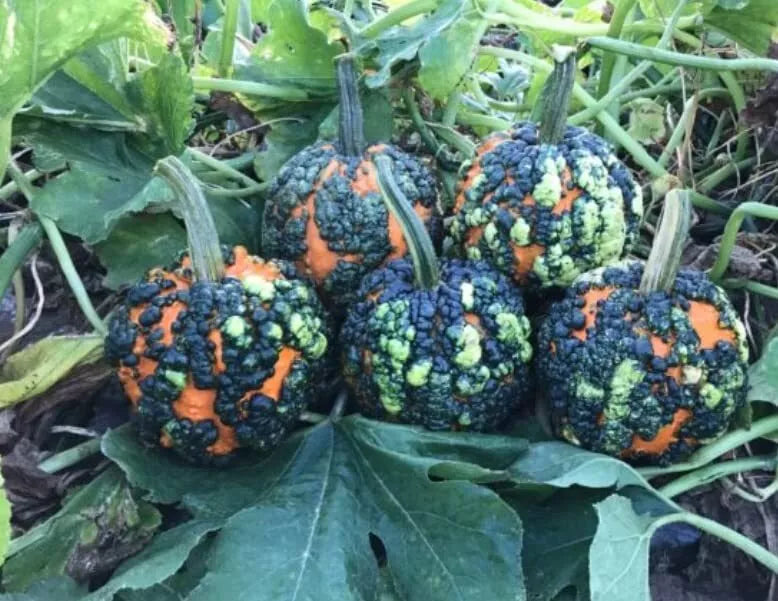 Warty Goblin Pumpkin Seeds - 10 Seeds for Planting - Unique Variegated Orange Color - Cucurbita pepo