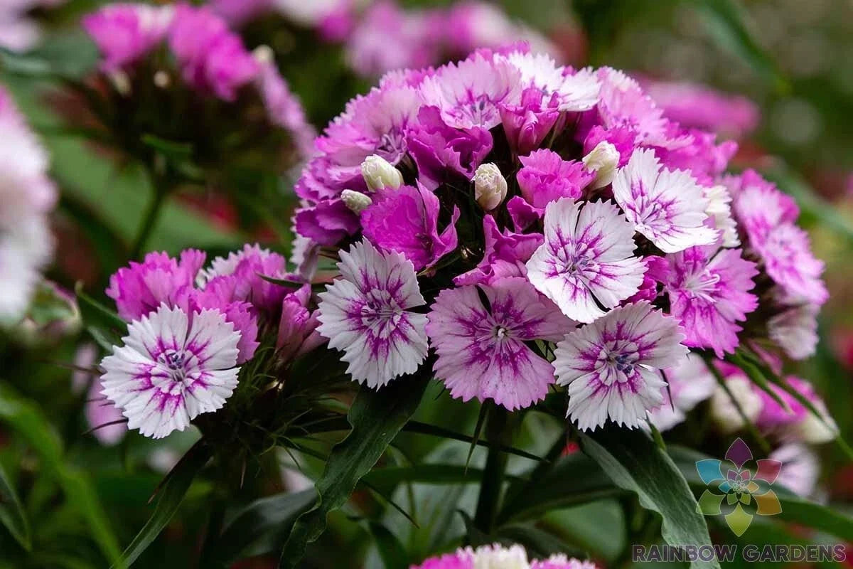 Sweet William Carnation Seeds - 200+ Pack, Dianthus barbatus, Vibrant Colors, Easy to Grow, Garden Planting, Non-GMO, USA Grown