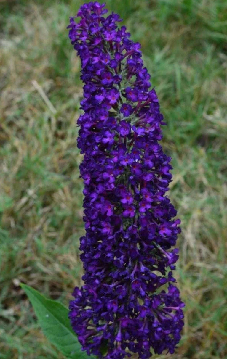 Butterfly Bush Plant - 1-Gallon Pot - Groovy Grape Variety - Vibrant Purple Flowers - Buddleja davidii for Gardens & Landscapes