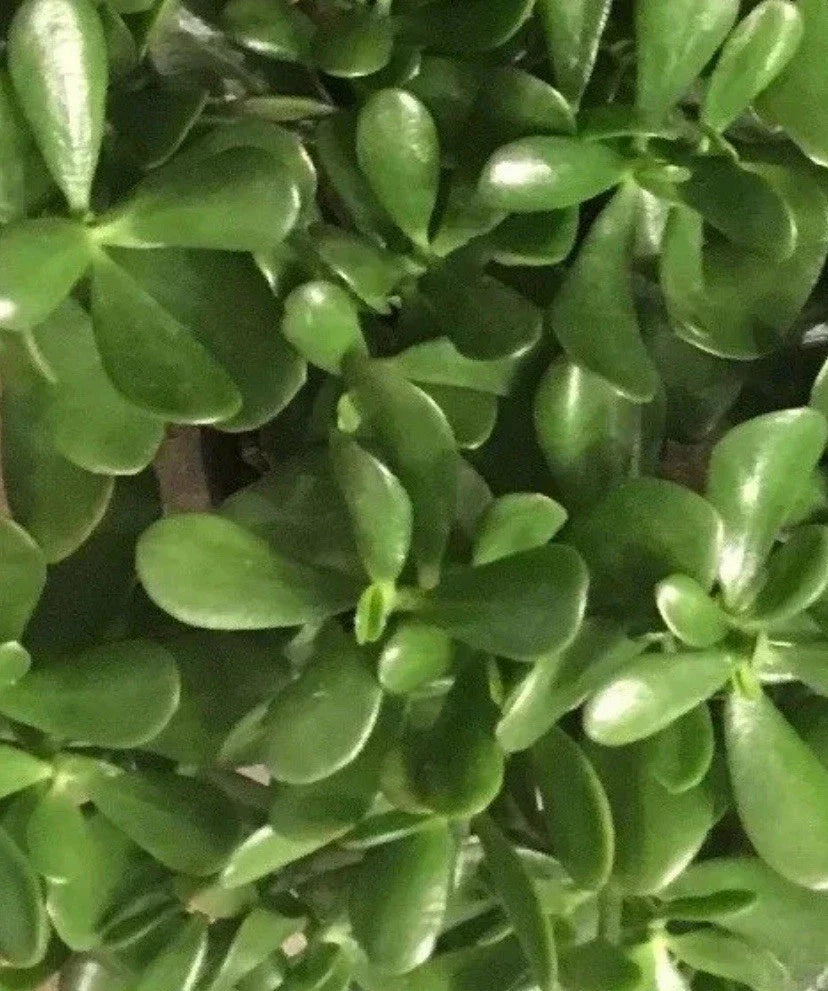 Live Jade Plant Cuttings - 4-6 Inch Succulent Crassula ovata Drought-Resistant Indoor Plant