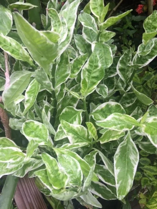 Devil's Backbone Cuttings 9 + 1 Rooted Variegata Euphorbia tithymaloides Indoor Plant Propagation