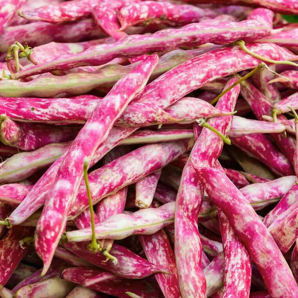 Bulk Pink Cranberry Bean Seeds - Dwarf Phaseolus vulgaris Heirloom, Pinto, Borlotti, 20 Seeds