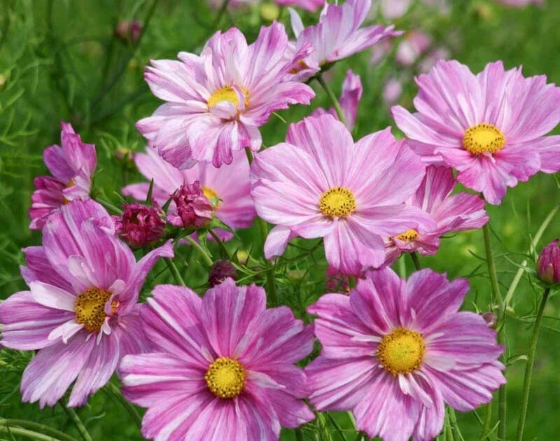 Rosetta Cosmos Seeds - 200+ Pack for Garden Planting - Bright Pink & White Flowers - Cosmos bipinnatus