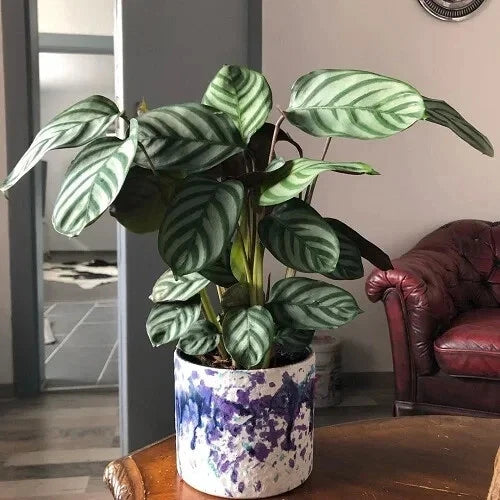 Calathea Seeds - 25+ Anulque Variety for Indoor & Outdoor Gardening - Calathea ornata Planting Seeds