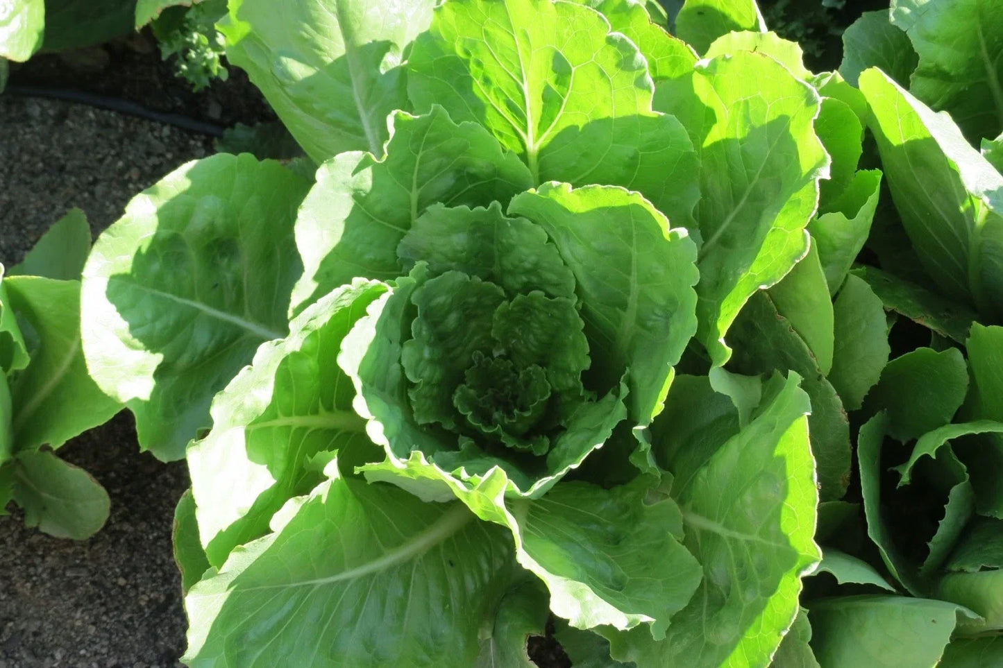 Lettuce Seeds - Vivian Romaine Variety - Crisp Leafy Green for Home Gardening - Lactuca sativa