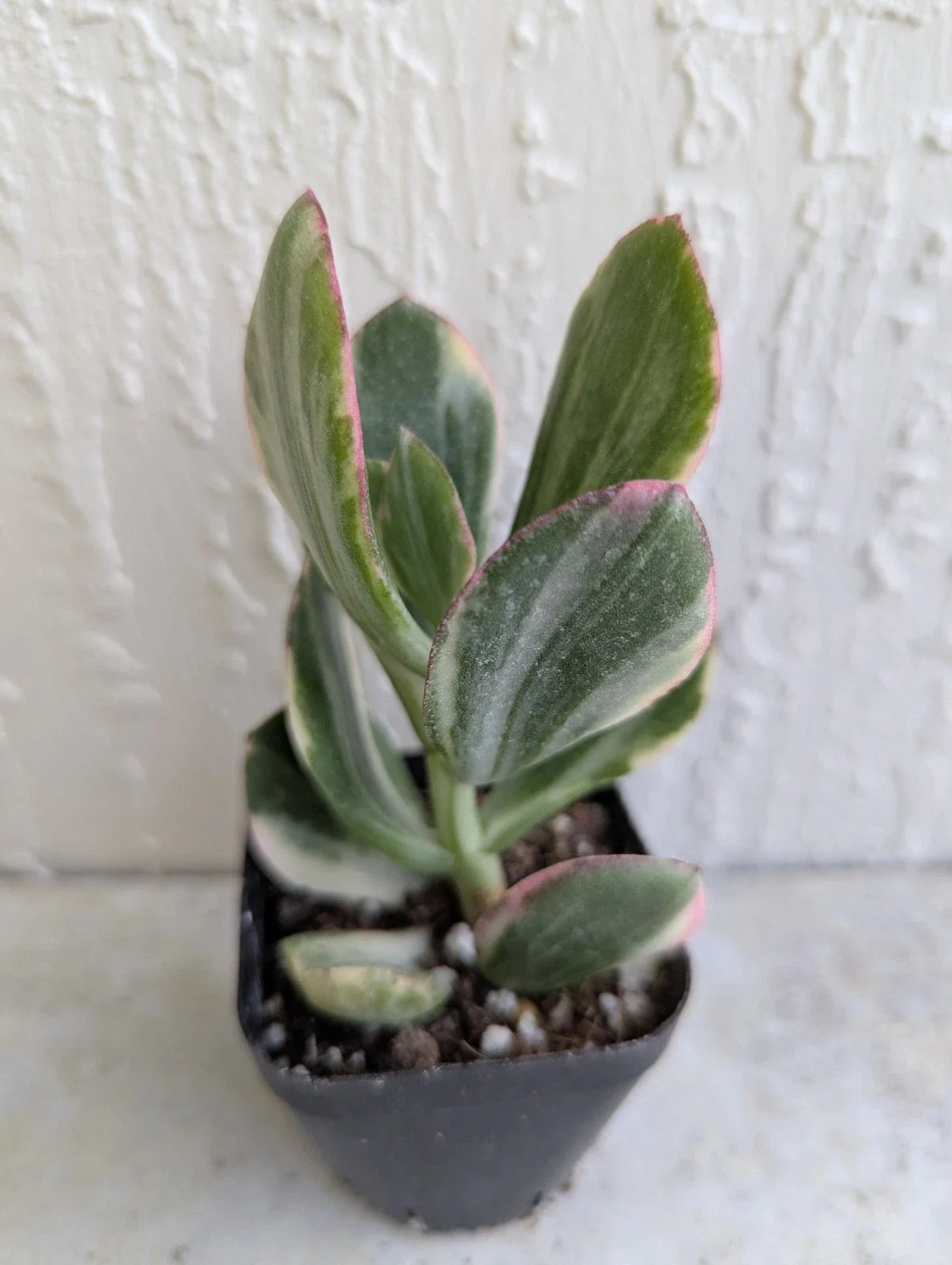 Variegated Jade Plant in 2-Inch Pot | Crassula Ovata Succulent | Live Houseplant for Indoor & Outdoor Decor
