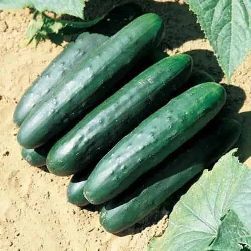 Marketmore 76 Cucumber Seeds - 100+ Non-GMO Heirloom Organic Seeds