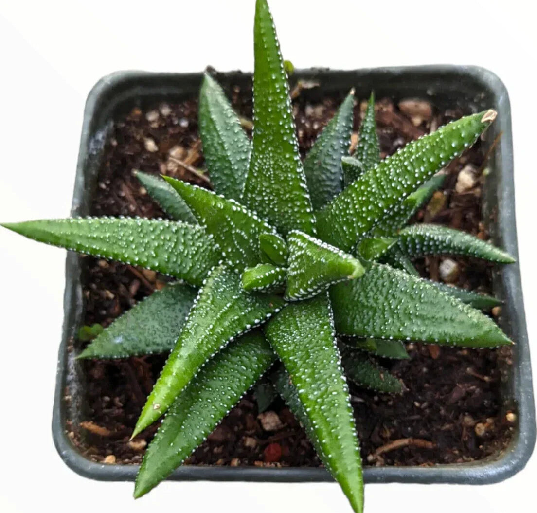 Haworthia Attenuata 'Enon' - 4" Diameter Rare Succulent Plant with Variegated Green and White Foliage