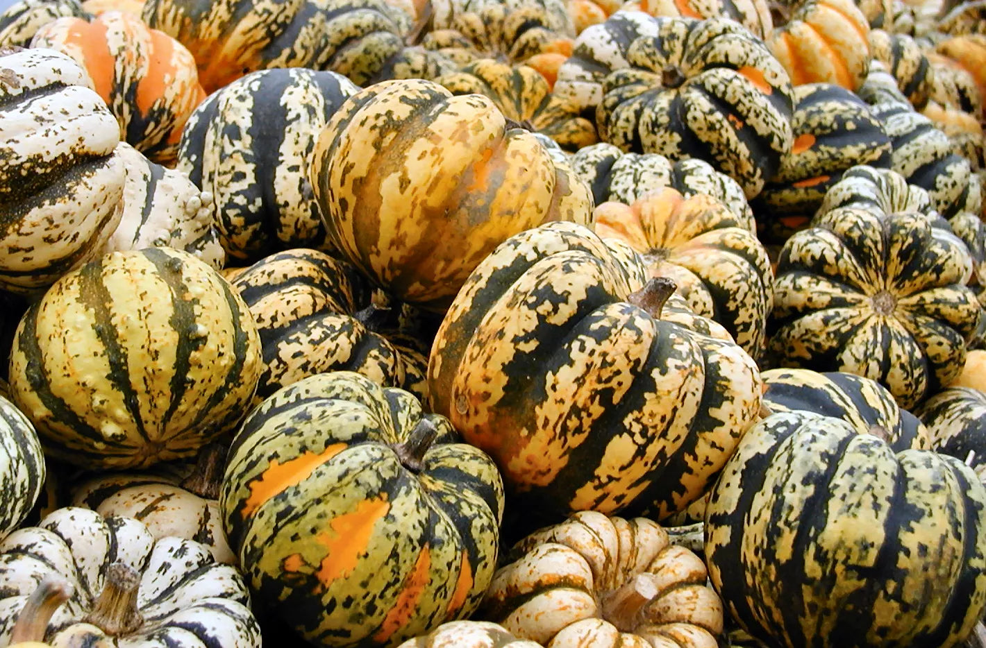 Celebration Squash Seeds - Heirloom Cucurbita pepo Vegetable Seeds for Home Gardening and Cooking