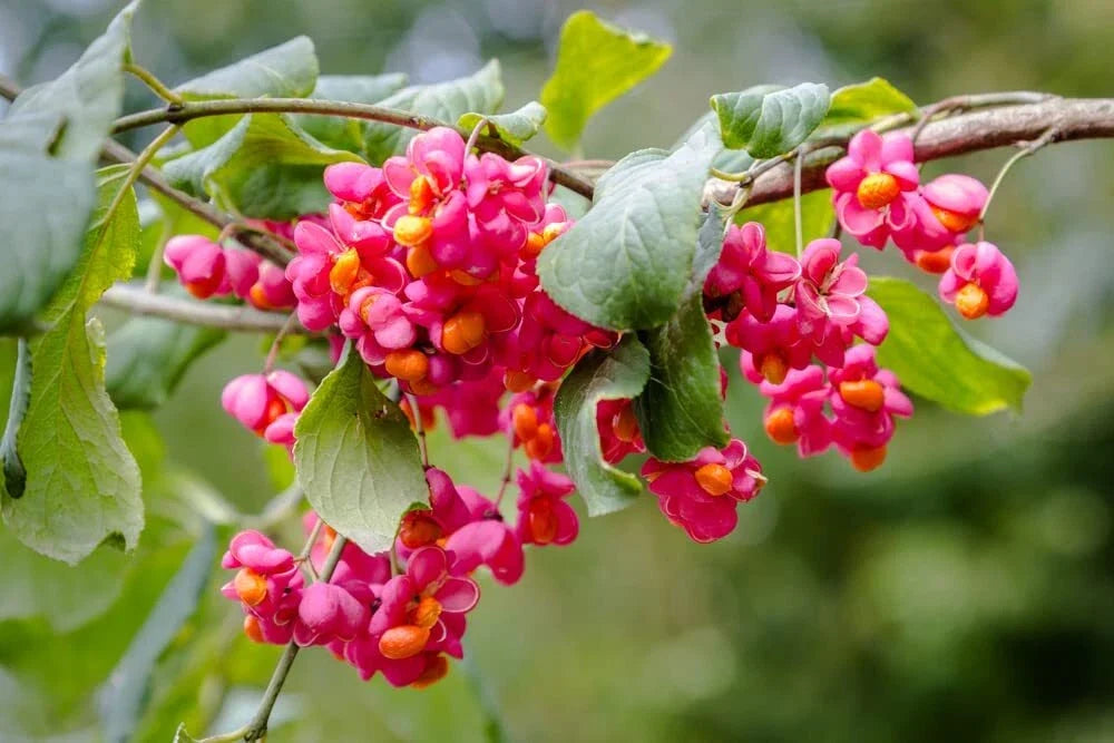 Spindle Tree Seeds 10 Pack Euonymus latifolius Hardy Shrub for Garden & Landscape