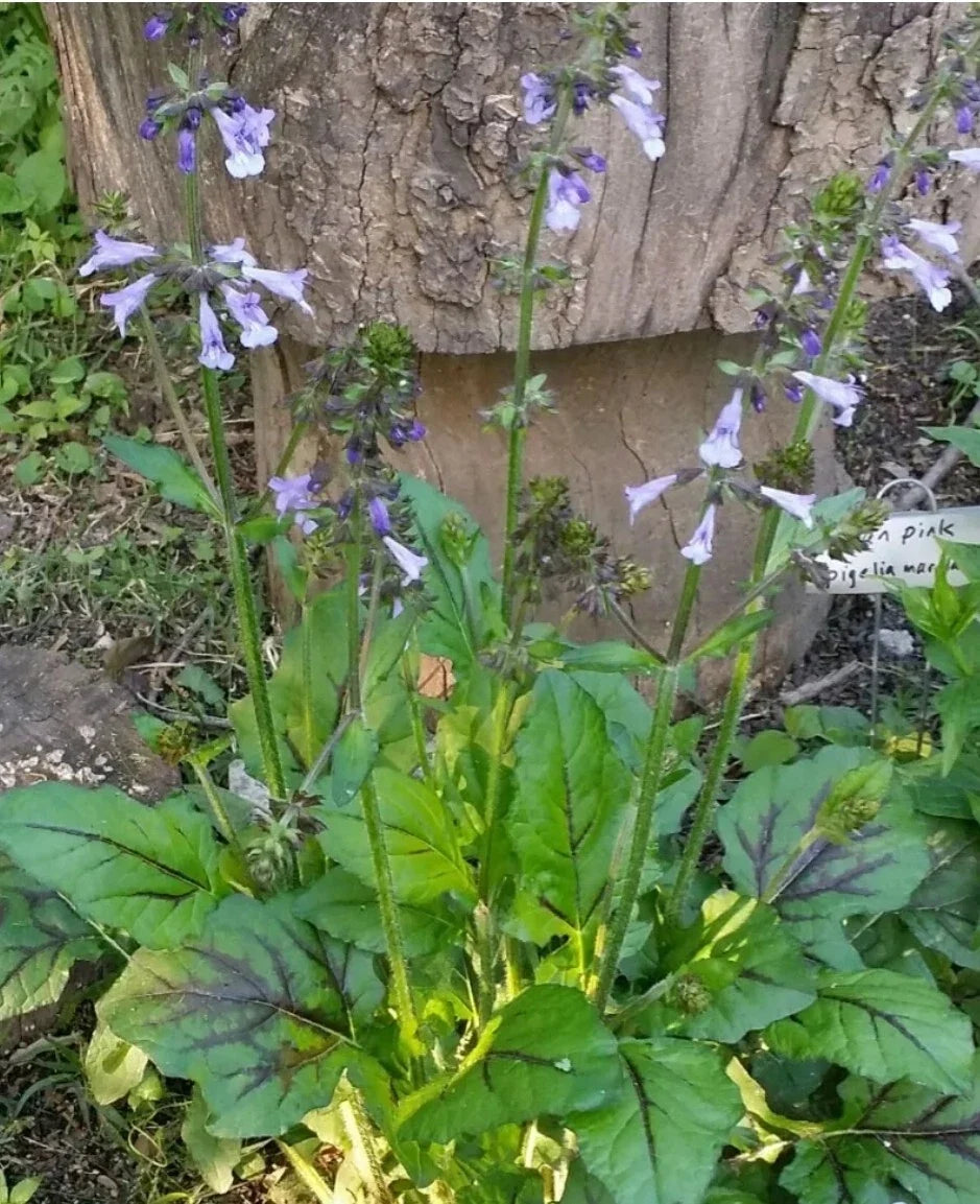 Lyre-Leaved Sage Seeds, Organic Salvia lyrata, Perennial Garden Seeds for Pollinator Attraction, 100+ Non-GMO Seeds