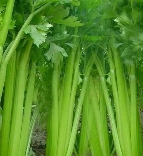 Tall Utah Celery Seeds 1000+ Non-GMO Vegetable Garden Apium graveolens