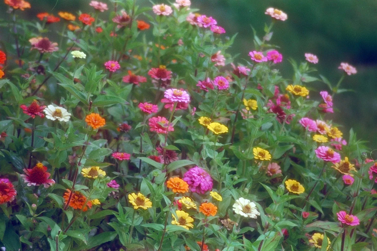 Zinnia Seeds - 170 Seeds Pompon/Pumila Mix - Zinnia elegans - GroCo USA