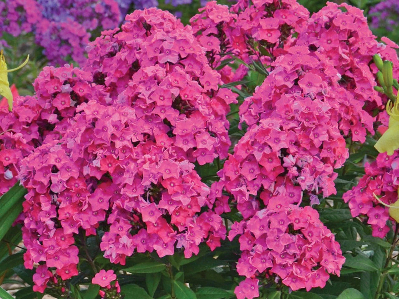 Material Girl Phlox Seeds - 100+ Count - Phlox paniculata - USA Grown