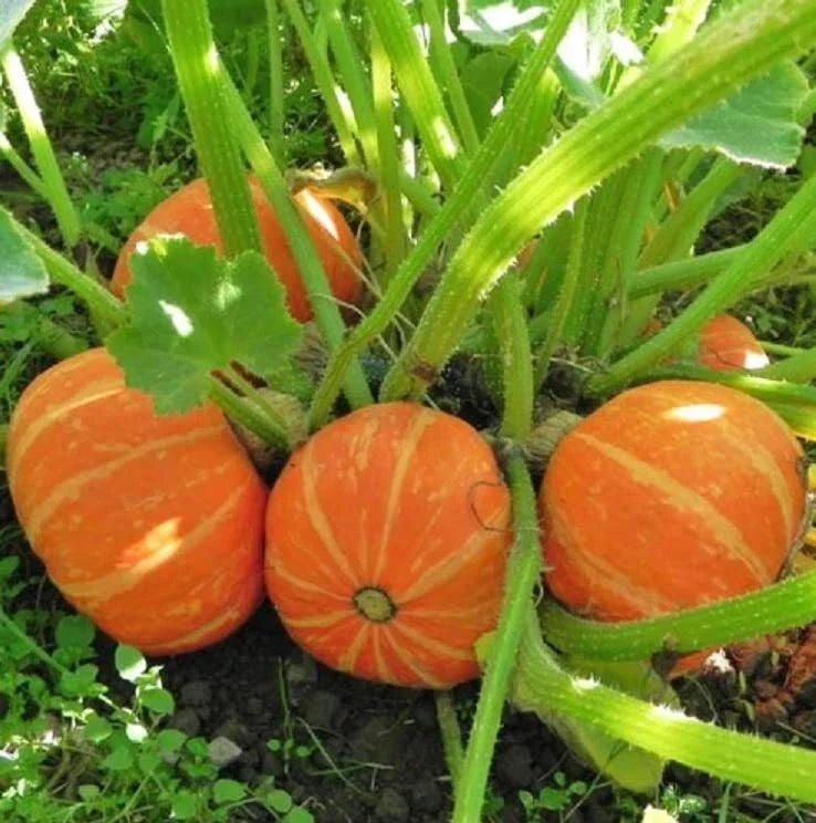 Orange Cutie Squash Seeds - 10 Seeds, Cucurbita pepo, Easy to Grow, Compact Bush, Home Garden Planting