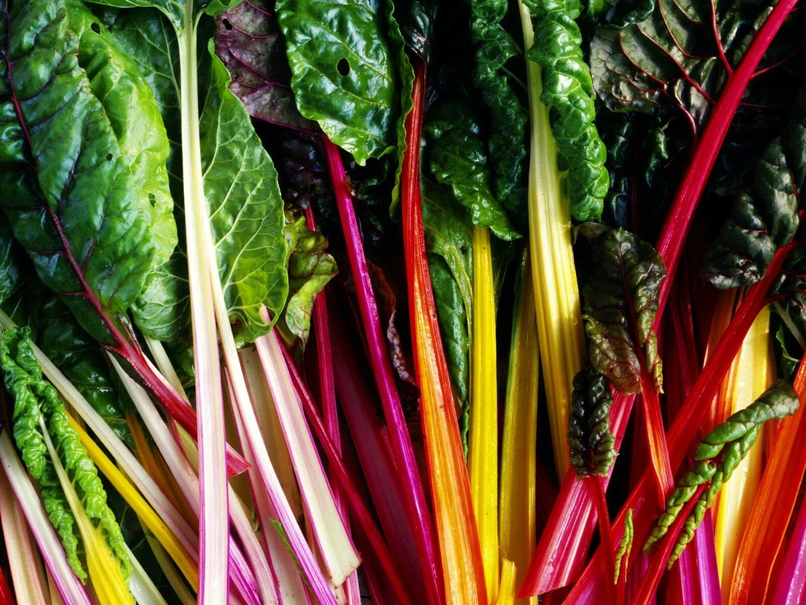 Rainbow Swiss Chard Seeds - 50+ Pack, Colorful Beta vulgaris var. cicla, Perpetual Greens for Garden & Container Planting