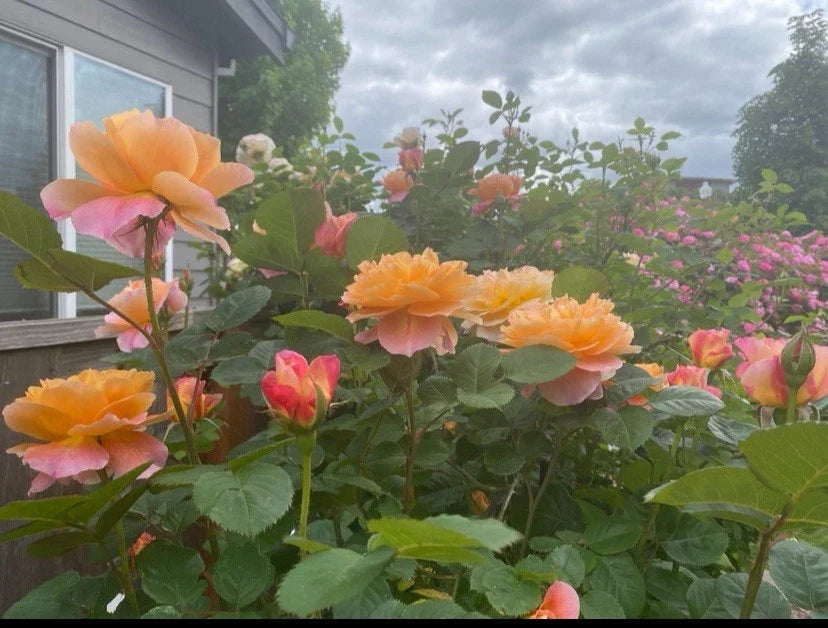 Heirloom The Impressionist™ Live Rose Cuttings - 3 Unrooted Stems, 5-8" Long for Gardening