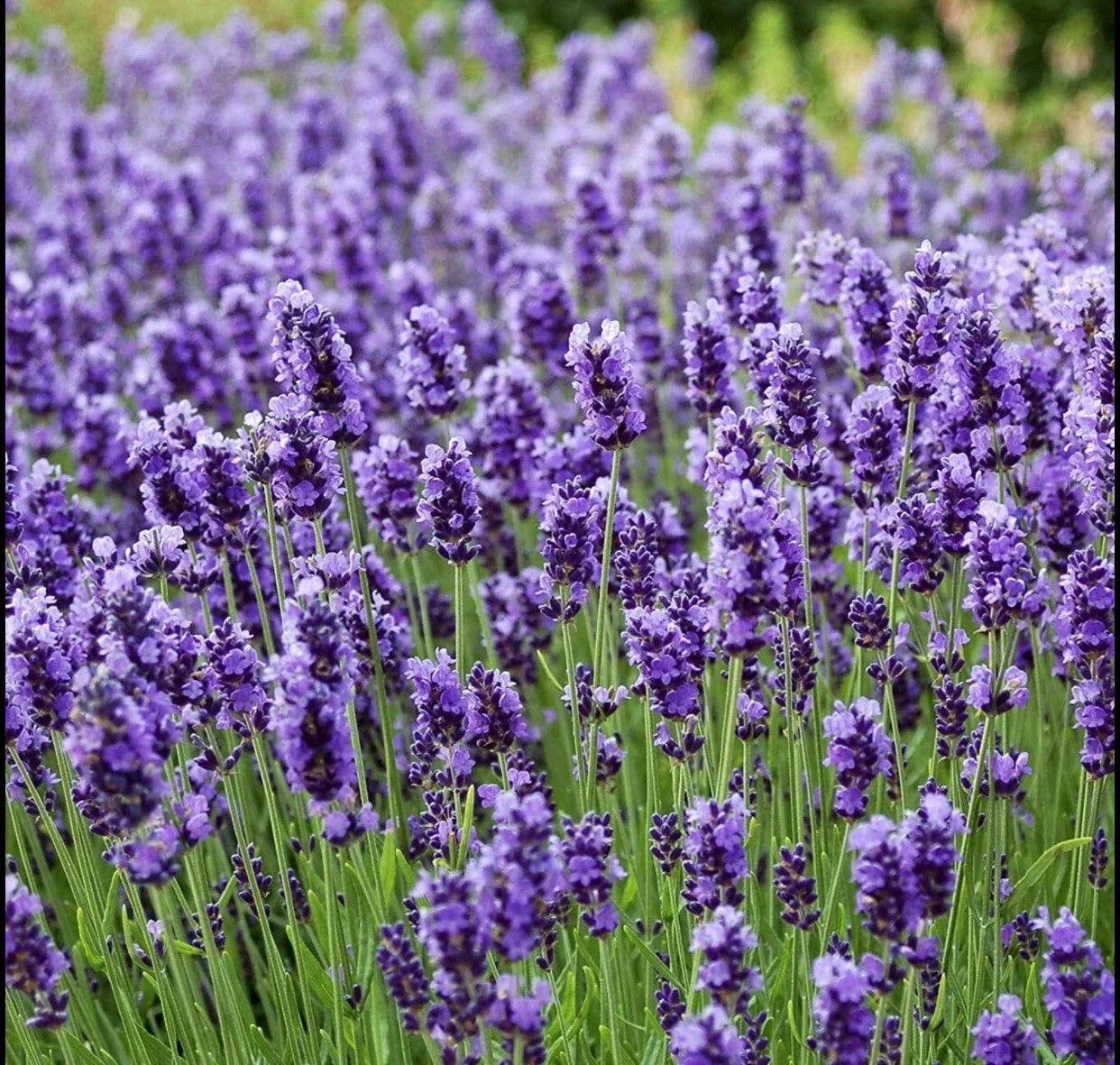 Lavender Seeds Pack with 400+ True Lavender (Lavandula Angustifolia) Non-GMO Perennial for Herb Gardens and Landscaping