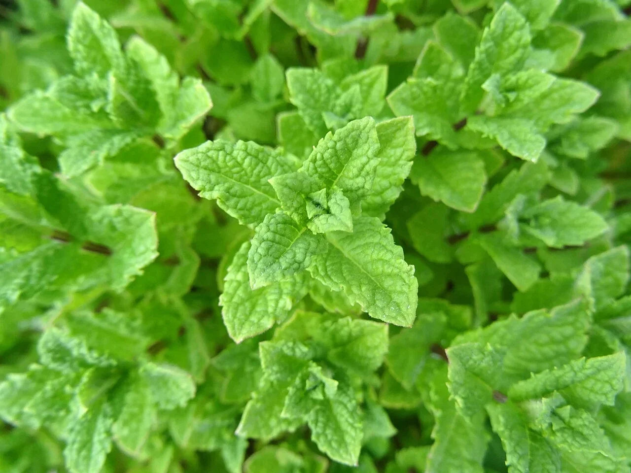 Peppermint Seeds - 1000 Count Non-GMO Mentha × piperita Aromatic Herb for Cooking & Gardening