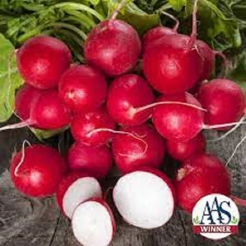 Organic Cherry Belle Radish Seeds - Heirloom Raphanus sativus for Fresh Garden, Container, and Salad Growing