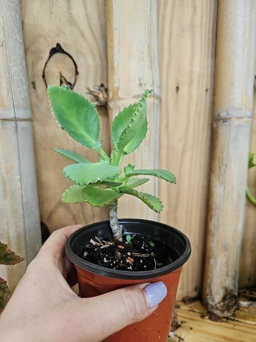 Mother of Thousands Kalanchoe Succulent Plant 4" Mexican Hat Plant with Pups - Easy Care Indoor Succulent