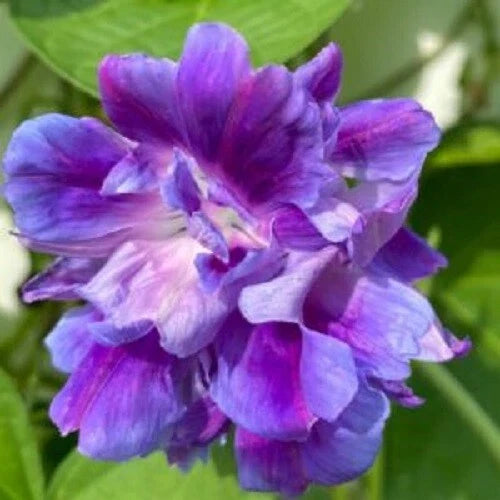 Spanish Blue Eyes Morning Glory Seeds - 20 Pack, Climbing Vine, Ipomoea indica, Blue and White Flowers, Annual Garden Seeds