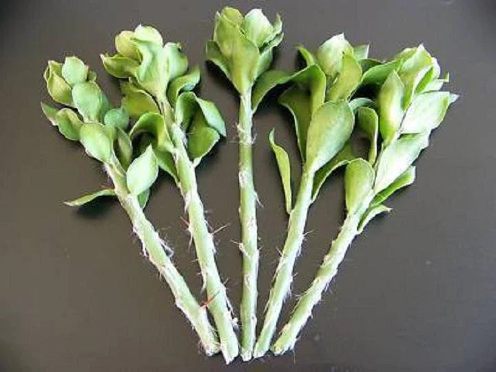 Pereskiopsis spathulata Grafting Stock Cactus Cuttings – 5 Pack, 4-Inch Leaf Cacti for Grafting & Plant Propagation