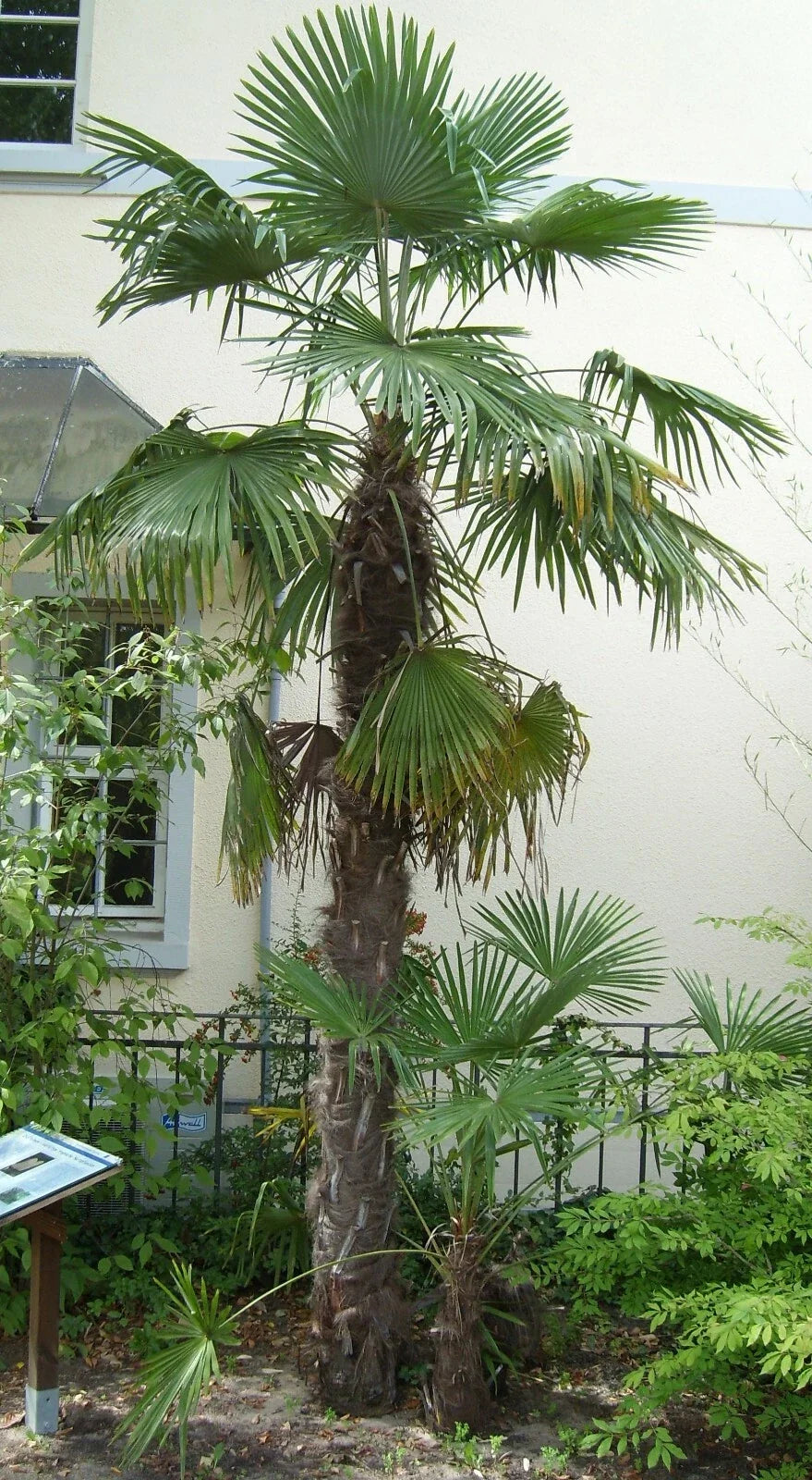 Windmill Palm Seeds 10 Pack Trachycarpus fortunei Hardy Tropical Tree for Indoor Outdoor Gardening