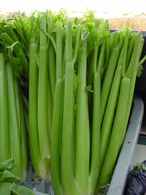 Celery Seeds - 1535 Utah Tall Celery Non-GMO Seeds - Apium graveolens