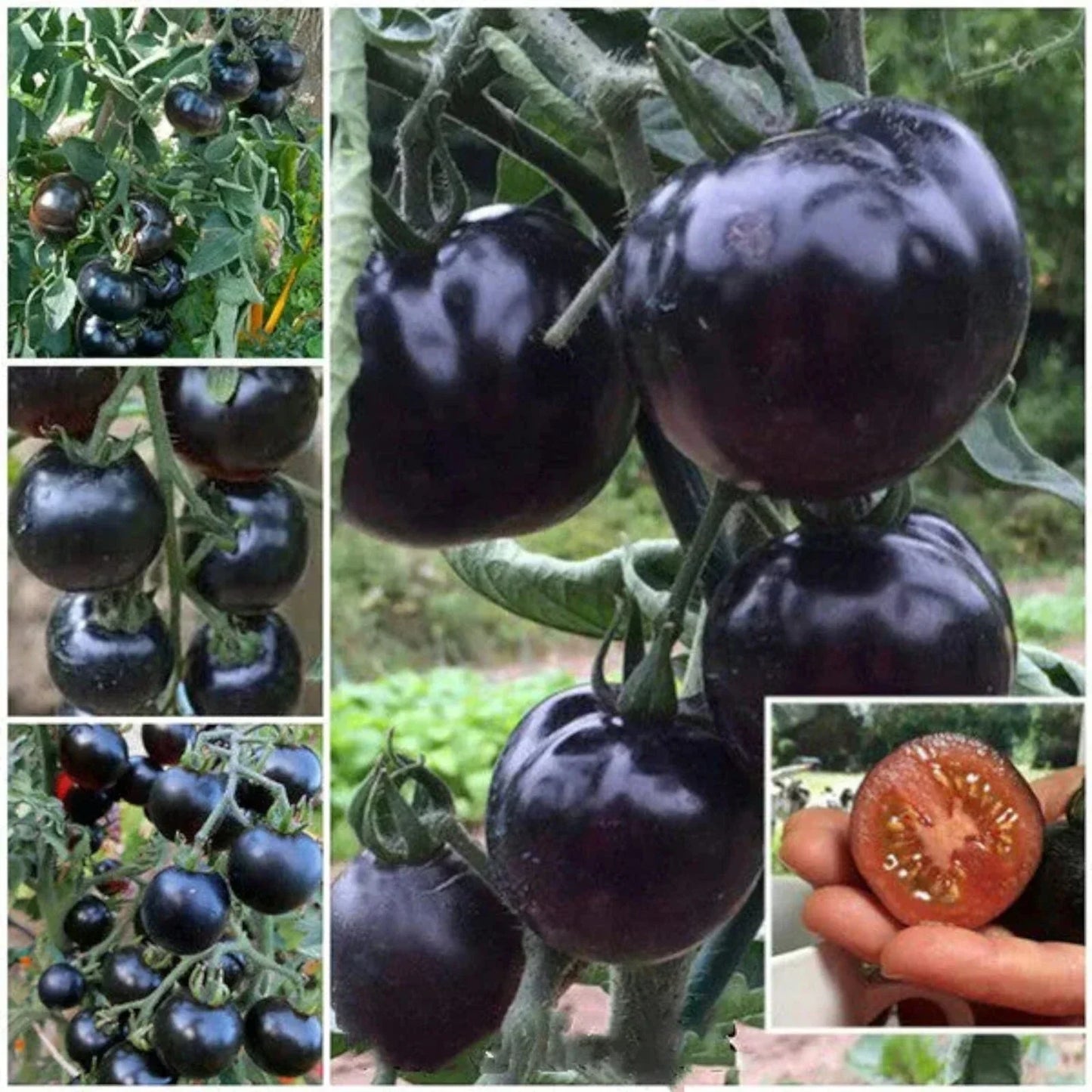 European Black Cherry Tomato Seeds - 100pcs Heirloom Non-GMO Solanum lycopersicum