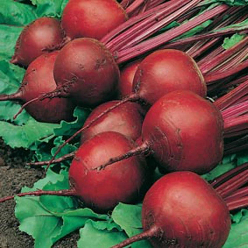 Red Ace Hybrid Beet Seeds - 100 Count Packet, Drought Tolerant, Beta vulgaris, Edible Roots, Full Sun, Easy Grow