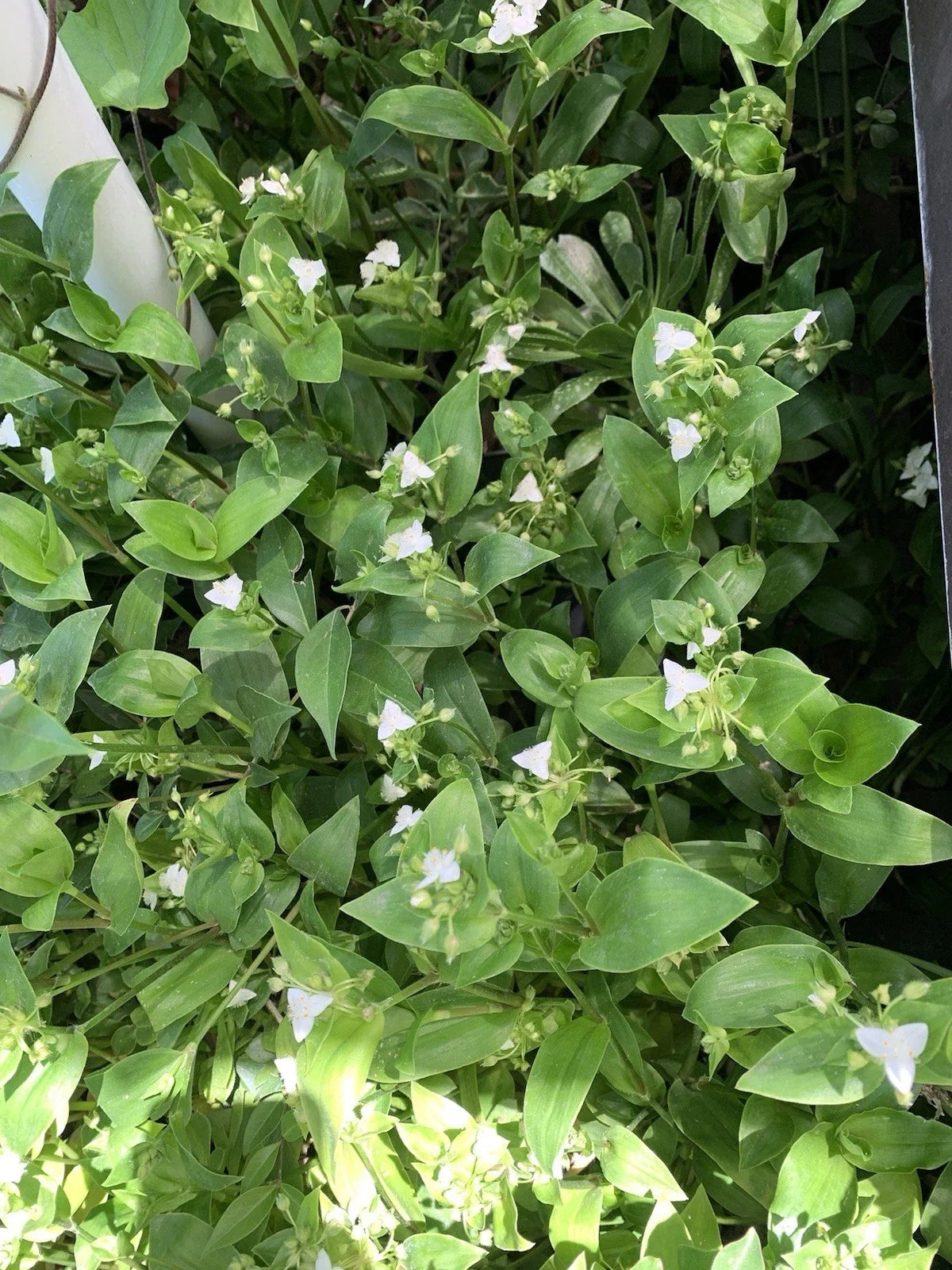 Tradescantia Green Wandering Jew Cuttings, Live Plant Propagation, Tradescantia fluminensis, Indoor & Outdoor Gardening