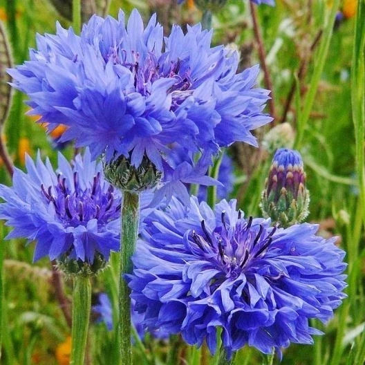 Tall Blue Cornflower Seeds - Over 200 Centaurea Cyanus Bachelor Button Flowers - Non-GMO, Easy to Grow, Wildflower, Cut Flower Seeds