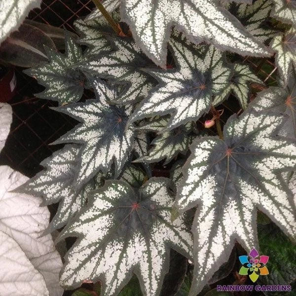 Little Brother Montgomery Begonia Seeds - 25+ Pack for Garden, Indoor & Outdoor Growth, Begonia 'Little Brother Montgomery'