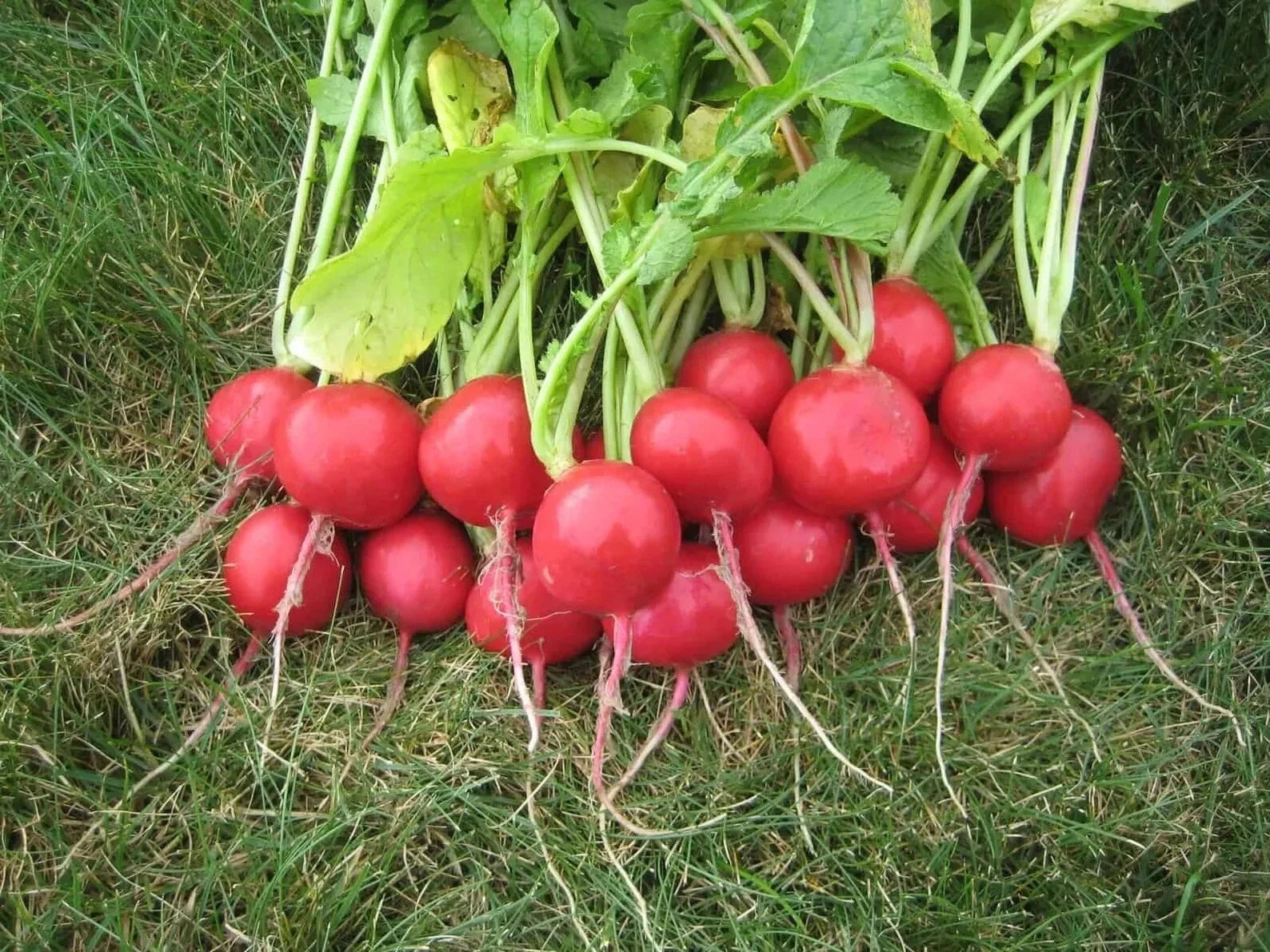Champion Radish Seeds – Organic Non-GMO Heirloom Raphanus sativus – Pack of 100+ Fresh Radish Seeds for Home Garden