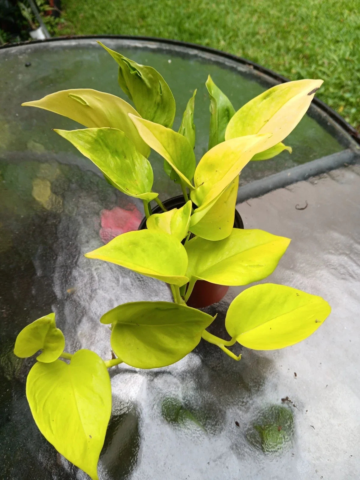 Epipremnum Pothos Plant - Champs Élysées Variegated Indoor Houseplant - Low Light Tolerant, Easy Care, Trailing or Climbing, Starter Plant