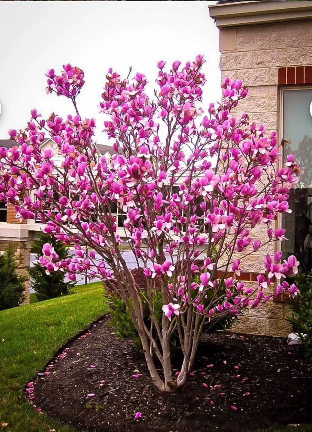 Tinkerbelle Magnolia Hybrid Tree in 1-Gallon Pot, Fragrant Pink and White Blooms, Magnolia x 'Tinkerbelle' for Gardens and Landscapes