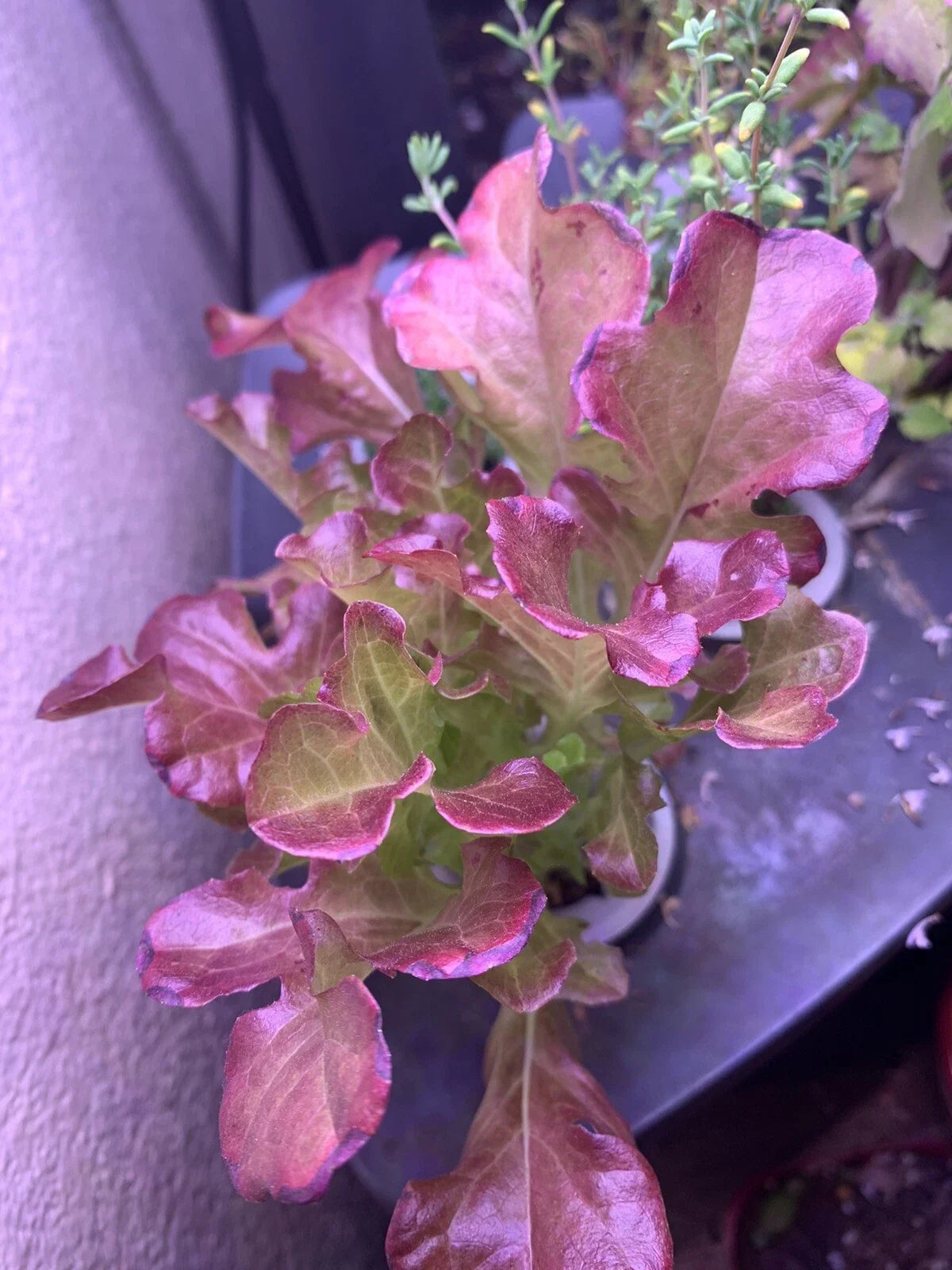 Red Salad Bowl Lettuce Seeds - Organic Non-GMO Lactuca sativa, Loose-Leaf, Edible Garnish, Salad Greens, 100 Seeds