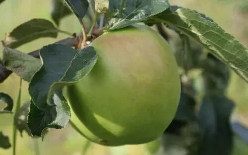 Grenadier Apple Seeds - 25+ Malus domestica Heirloom Fruit Tree Seeds for Garden Planting
