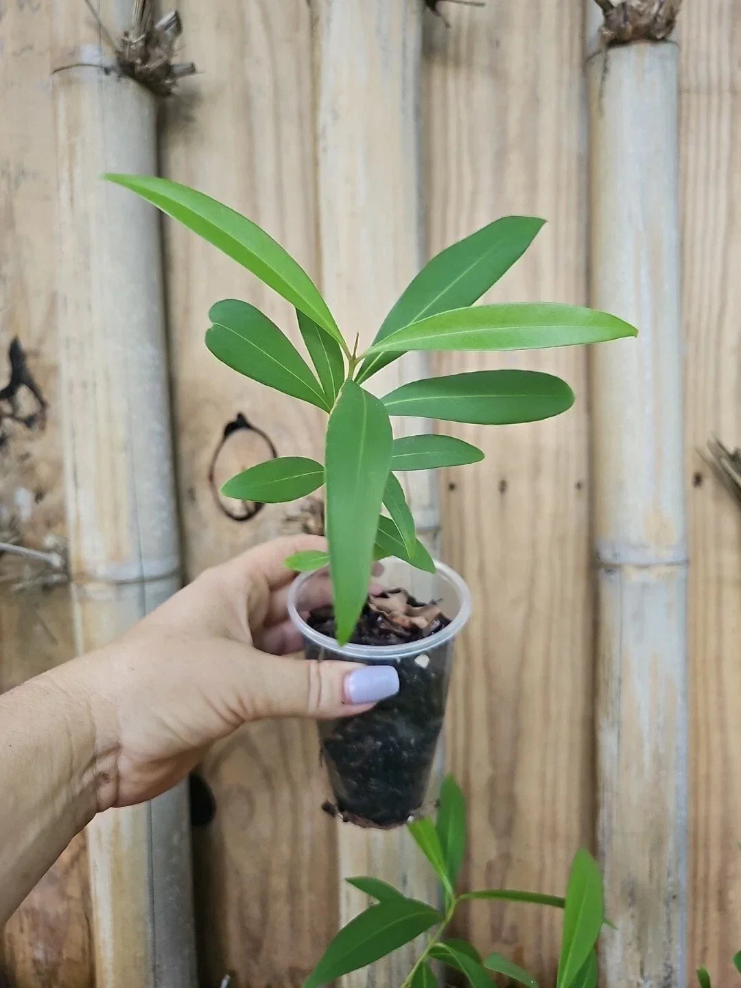 Jamun Jambul Fruit Tree - Syzygium cumini Live Plant - Indian Wax Apple Java Plum Tropical Tree