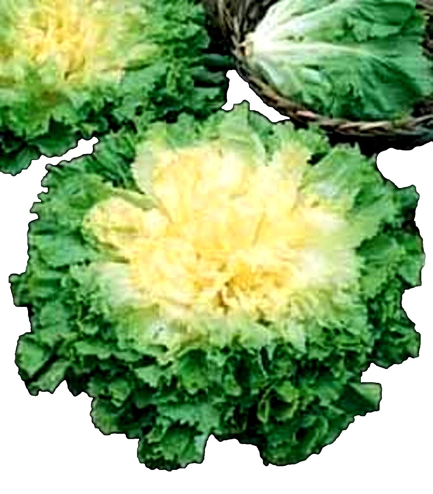 Full Heart Escarole Seeds – Non-GMO Chicory Cichorium endivia for Home Gardening & Culinary Use