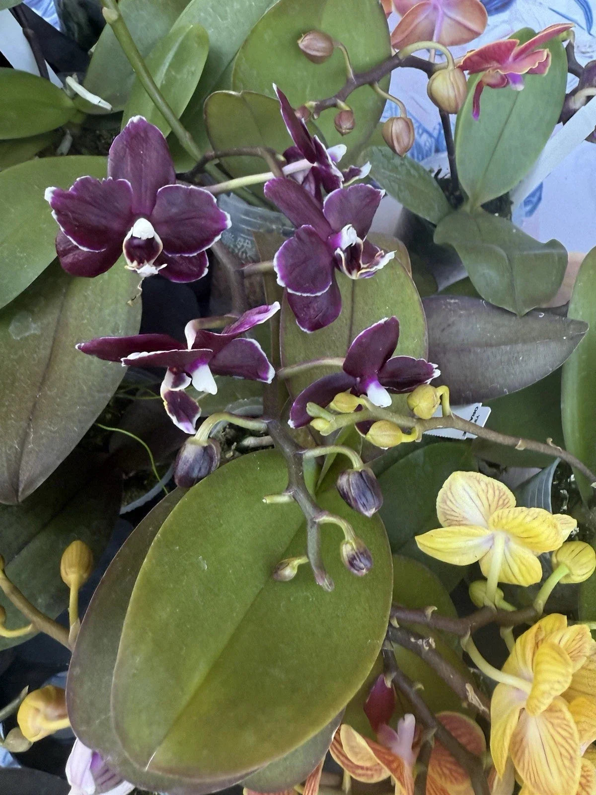 Orchid Plant in 3-Inch Pot | Phalaenopsis with Blooms or Buds | Indoor Flowering Houseplant