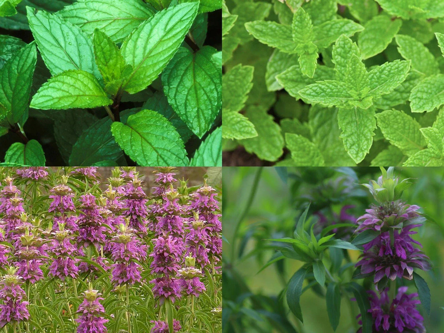 Mint Mix 4 Packs - Peppermint, Spearmint, Lemon Mint, Lemon Balm - Mentha spp. Fresh Culinary Herbs
