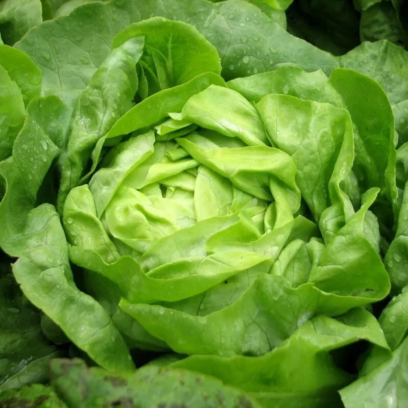 Buttercrunch Lettuce Seeds - Heirloom Non-GMO Organic Seed Pack for Garden, Lactuca sativa, 1000+ Seeds