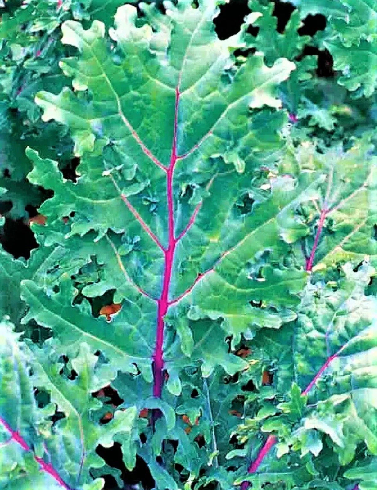 Red Russian Kale Seeds - Non-GMO Brassica napus Var. sabellica - 200+ Pack for Organic Gardening