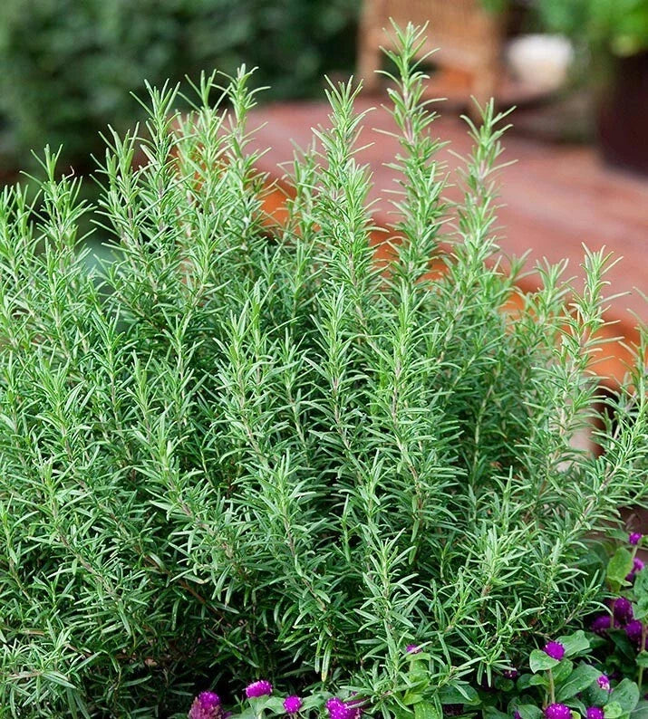 Rosemary Seeds - Culinary Perennial Herb for Garden & Container - Salvia rosmarinus - Evergreen Shrub